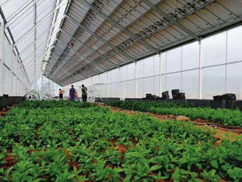 楚宏農(nóng)業(yè) 專業(yè)打造昆明溫室大棚，助力高原特色農(nóng)業(yè)發(fā)展